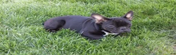 French Bulldog dogs for sale: Emily - Ad 5