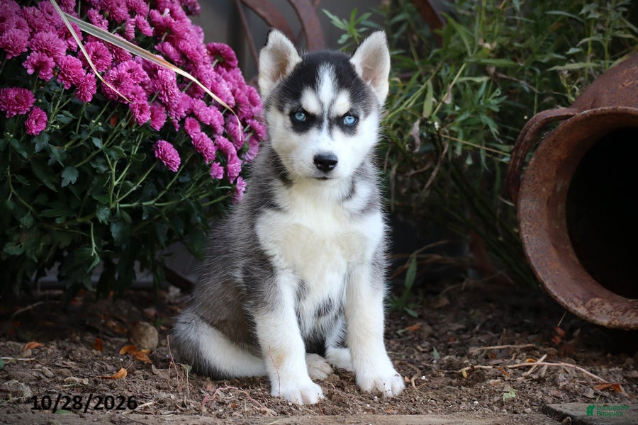 Siberian Husky dogs for sale: Pine - Ad 1