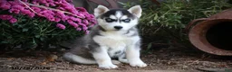 Siberian Husky dogs for sale: Pine - Ad 1