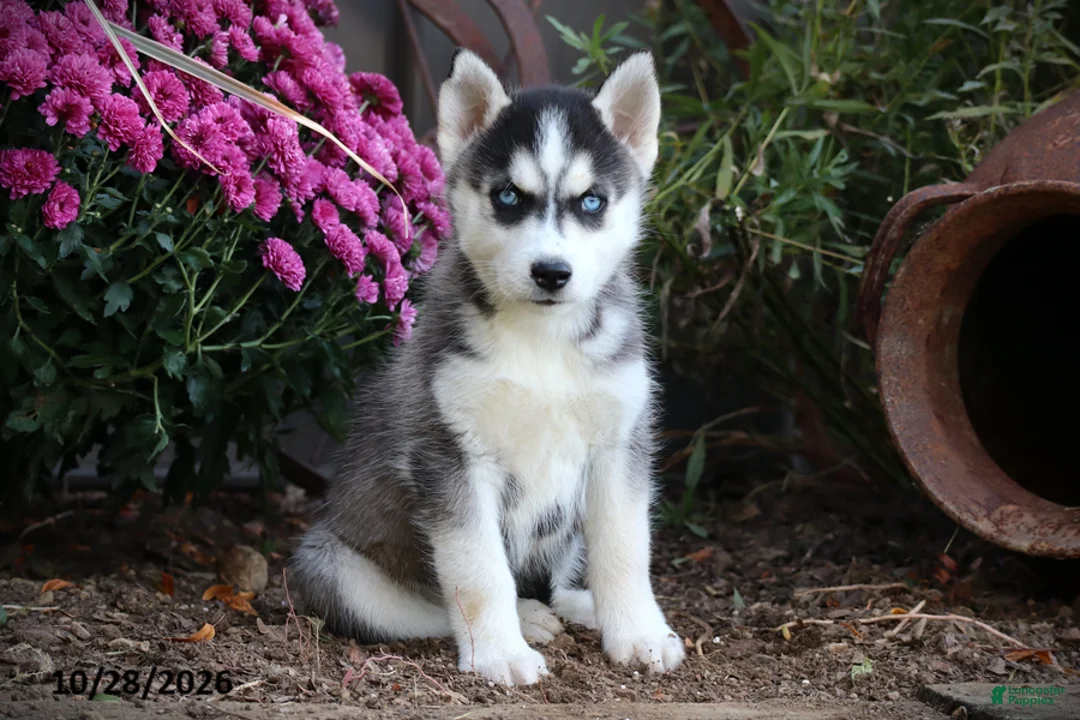 Siberian Husky dogs for sale: Pine - Ad 1