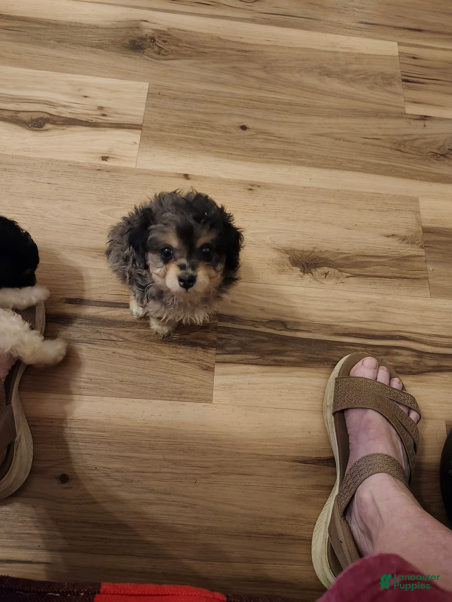 Aussiedoodle dogs Aussiedoodle 1 - Ad 22