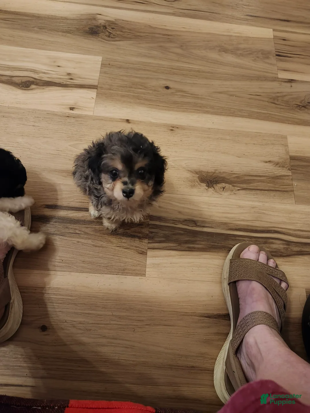 Aussiedoodle dogs for sale: Aussiedoodle 1 - Ad 1