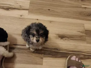 Aussiedoodle dogs Aussiedoodle 1 - Ad 22