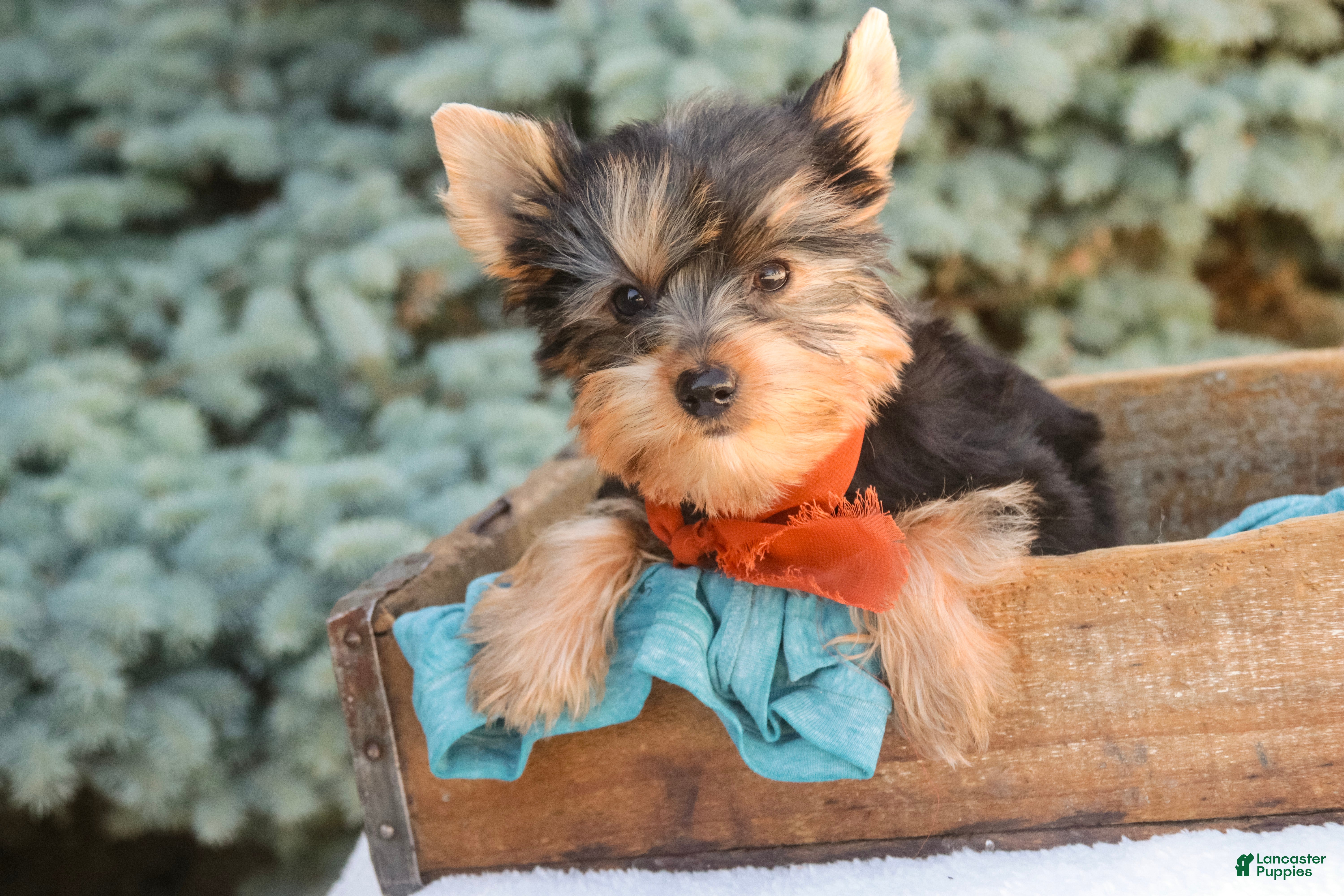 Yorkshire Terrier dogs Cheyenne - Ad 2