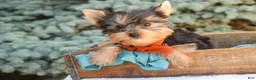 Yorkshire Terrier dogs for sale: Cheyenne - Ad 2