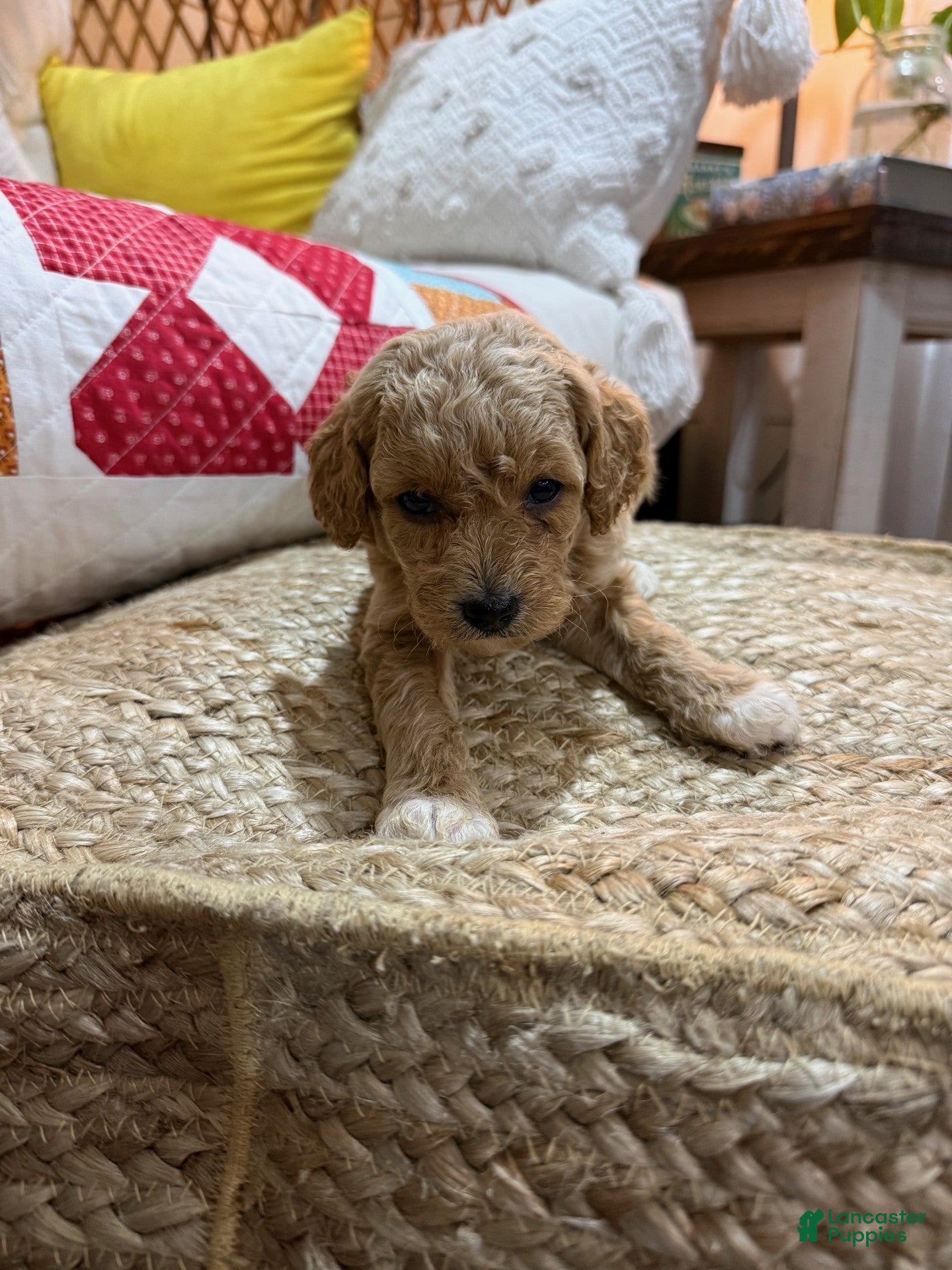 Cavapoo dogs Charlie - Ad 7