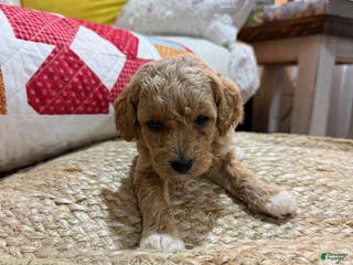 Cavapoo dogs Charlie - Ad 7