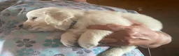 Golden Retriever dogs for sale: Golden Retriever 3 Aden/green - Ad 2