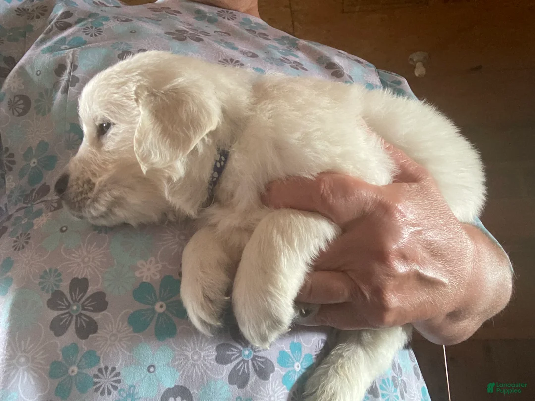 Golden Retriever dogs for sale: Golden Retriever 3 Aden/green - Ad 2