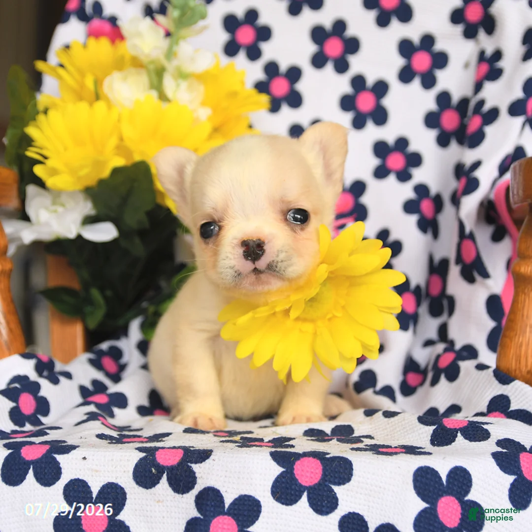 French Bulldog dogs for sale: Trixy - Ad 1