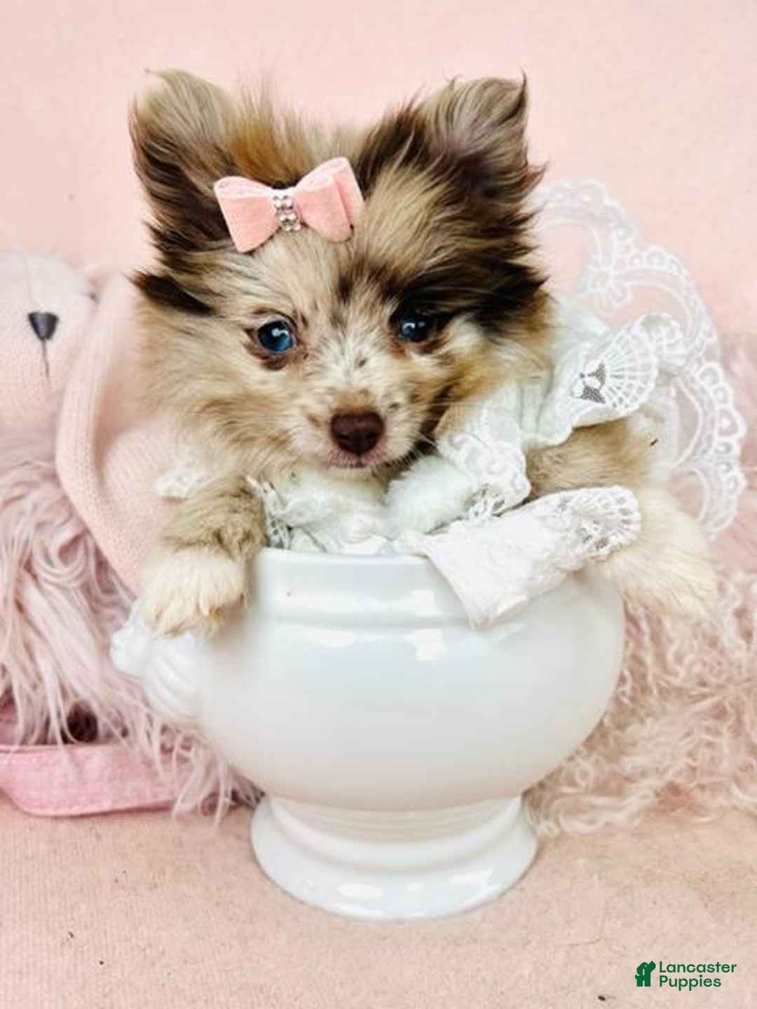 Pomeranian dogs for sale: Pomeranian Puppy 1 - Ad 1