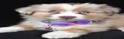 Miniature Australian Shepherd dogs for sale: Diana - Ad 6