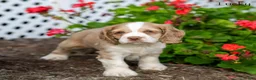 Cocker Spaniel dogs for sale: Lucky - Ad 3