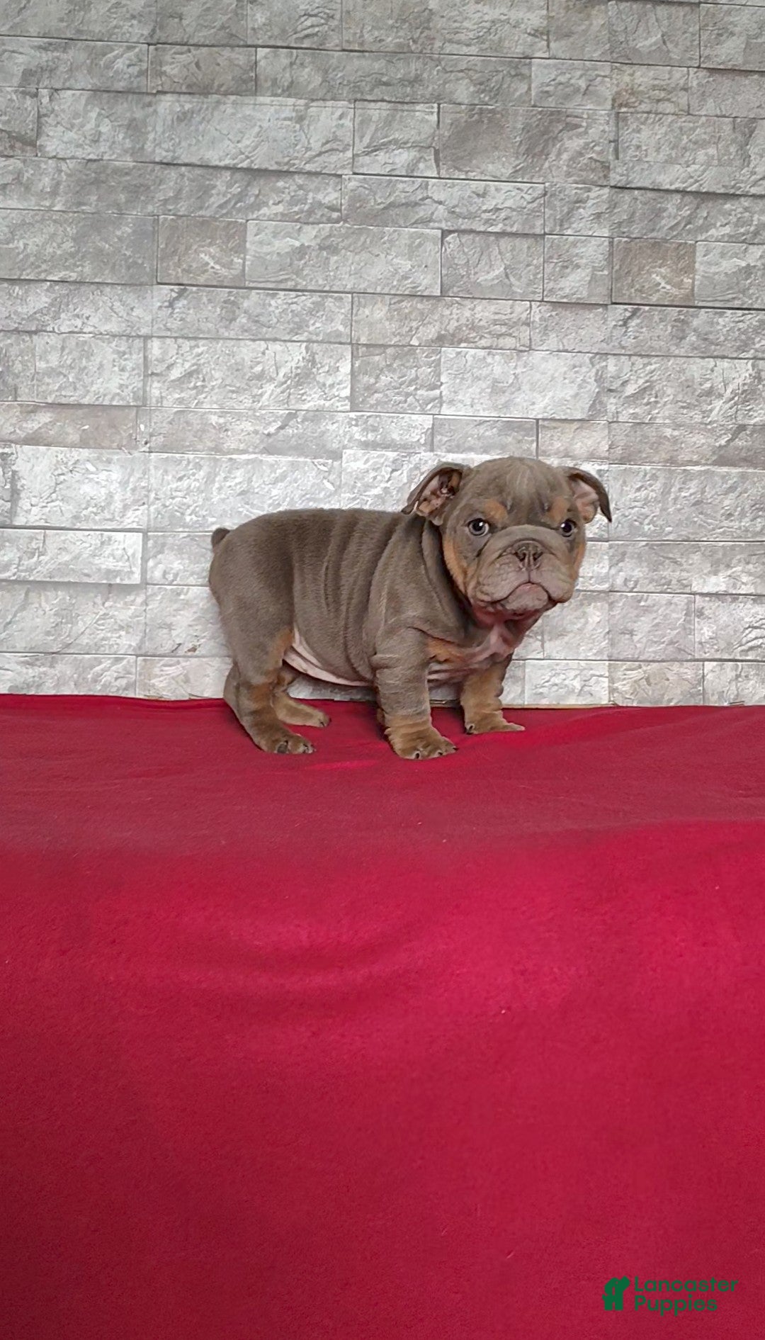 English Bulldog dogs for sale: Rose - Ad 3