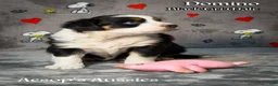 Toy Australian Shepherd dogs for sale: Toy Australian Shepherd 1 - Ad 1