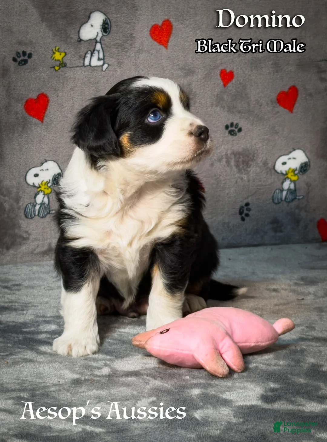 Toy Australian Shepherd dogs for sale: Toy Australian Shepherd 1 - Ad 1