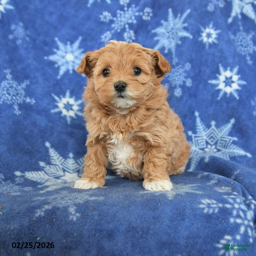 Maltipoo dogs Gwendolyn - Ad 1