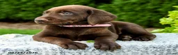 Labrador Retriever dogs for sale: Robin - Ad 5