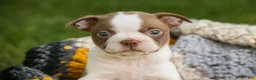 Boston Terrier dogs for sale: Beau Boston Terrier  - Ad 3