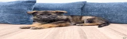 German Shepherd dogs for sale: Delmar - Ad 3