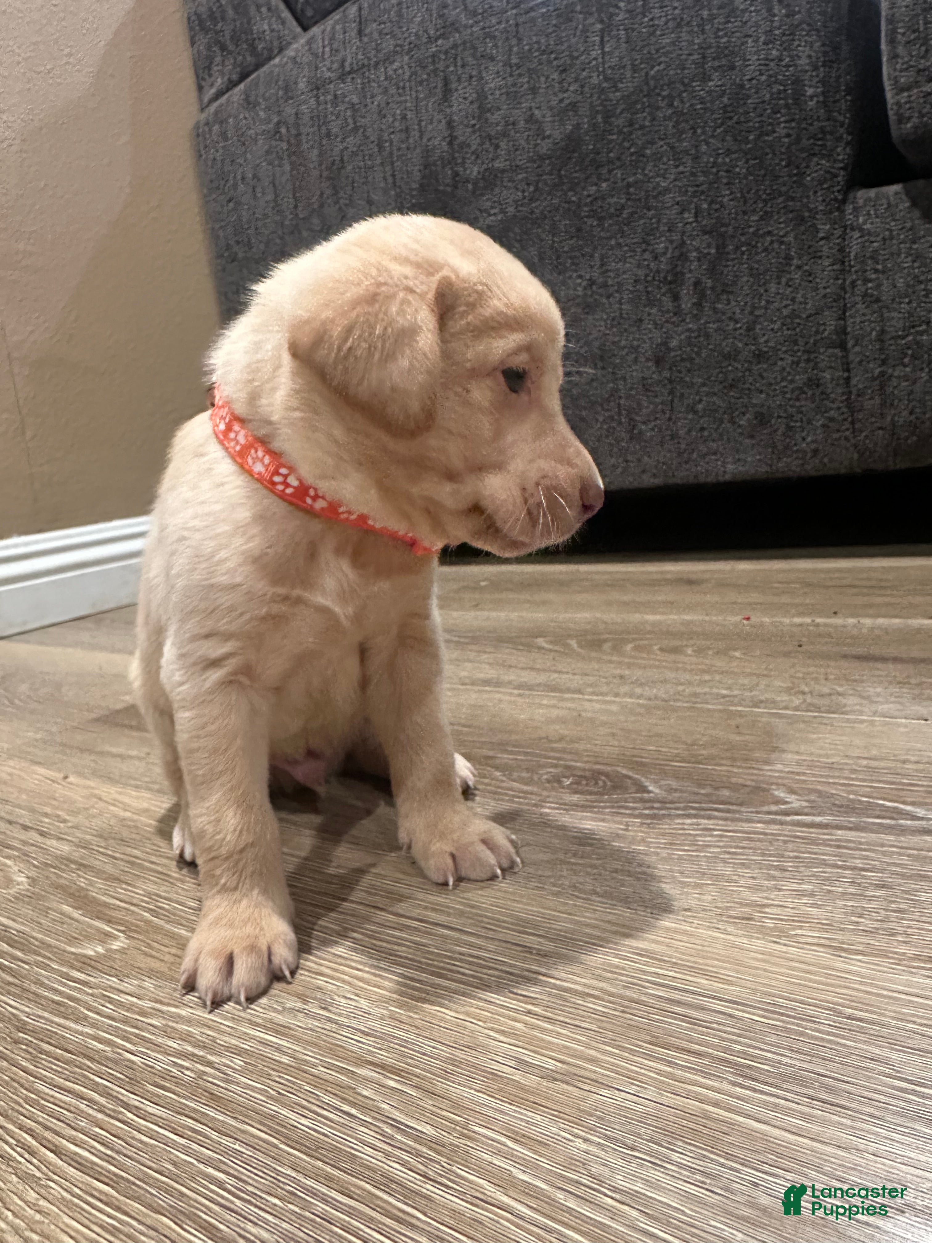 Labrador Retriever dogs Labrador Retriever Puppy 2 - Ad 2