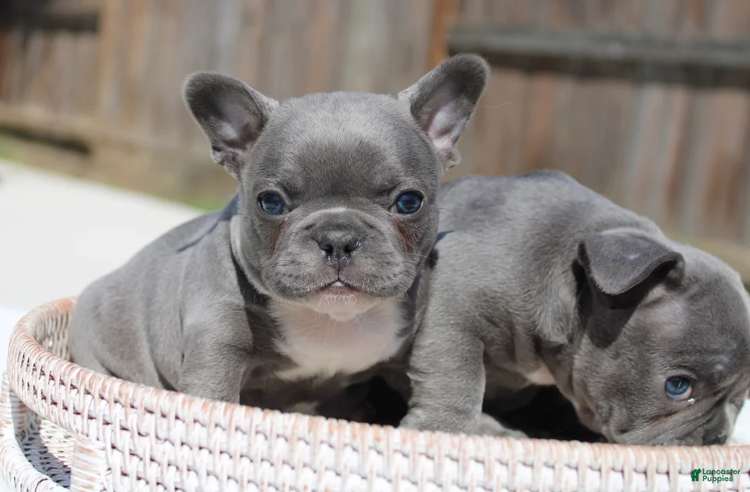 French Bulldog dogs for sale: French Bulldog Puppy 4 - Ad 2