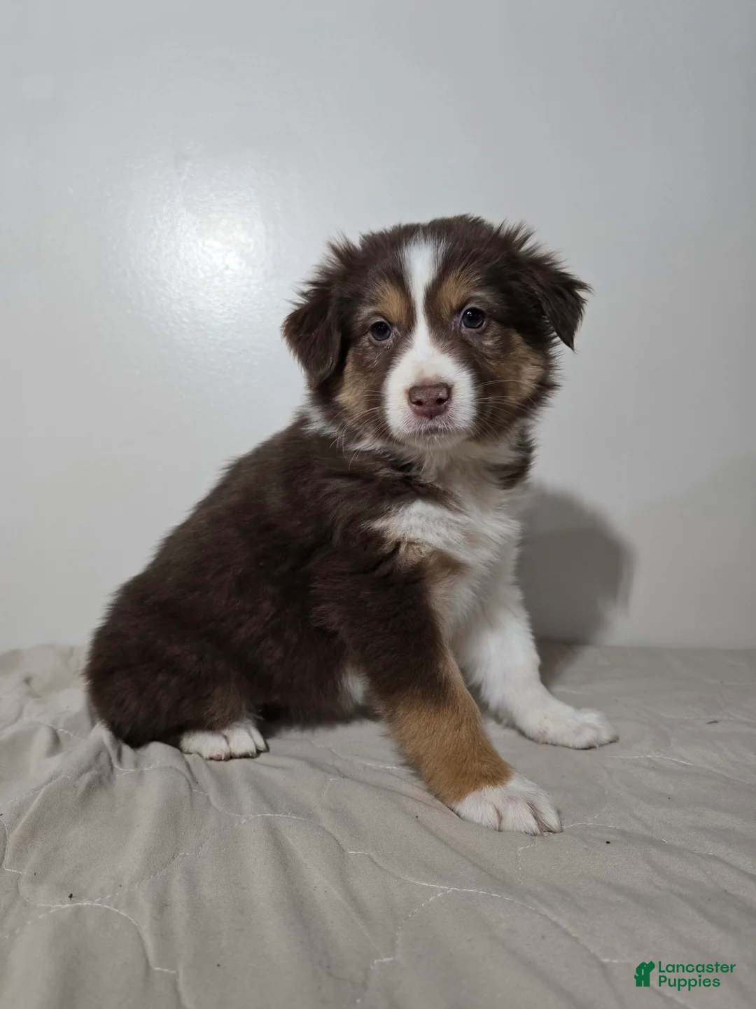 Australian Shepherd dogs for sale: Spice - Ad 2