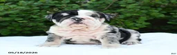 English Bulldog dogs for sale: Sadie - Ad 1