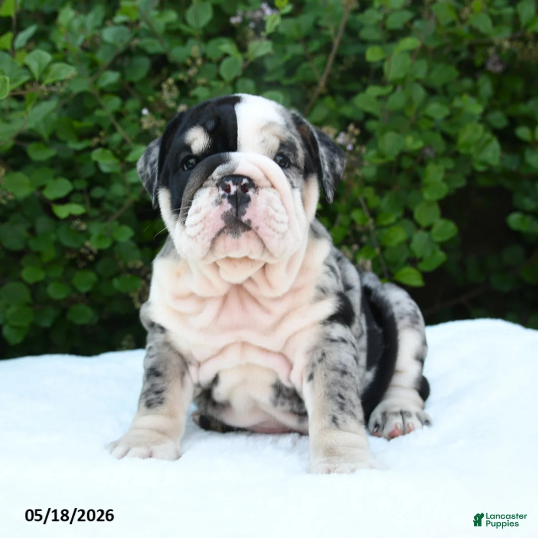 English Bulldog dogs for sale: Sadie - Ad 1