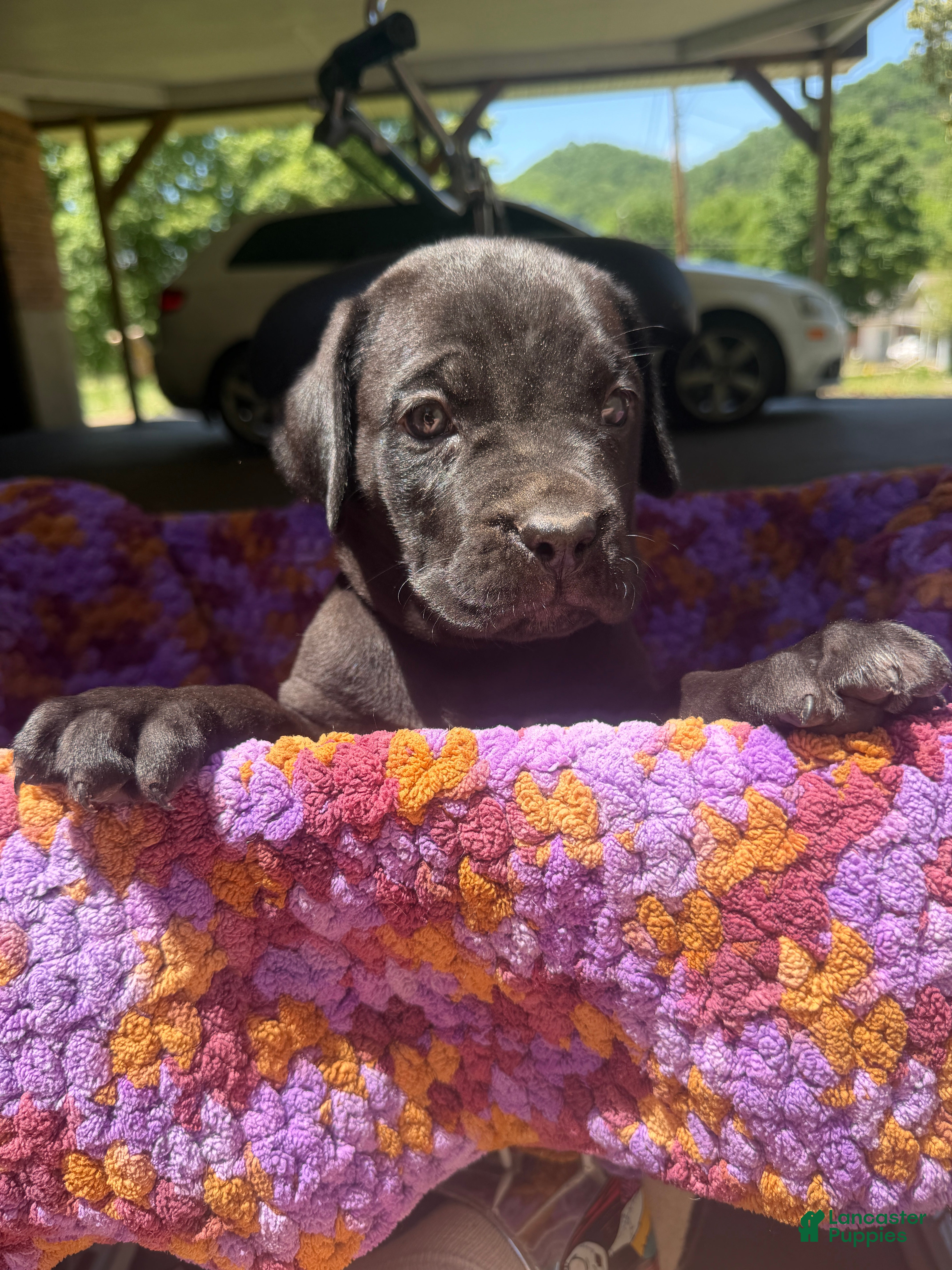 Cane Corso dogs Cane Corso Puppy Brown - Ad 30