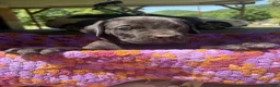 Cane Corso dogs for sale: Cane Corso Puppy Brown - Ad 1