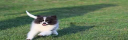 Pomeranian dogs for sale: Feather - Ad 6