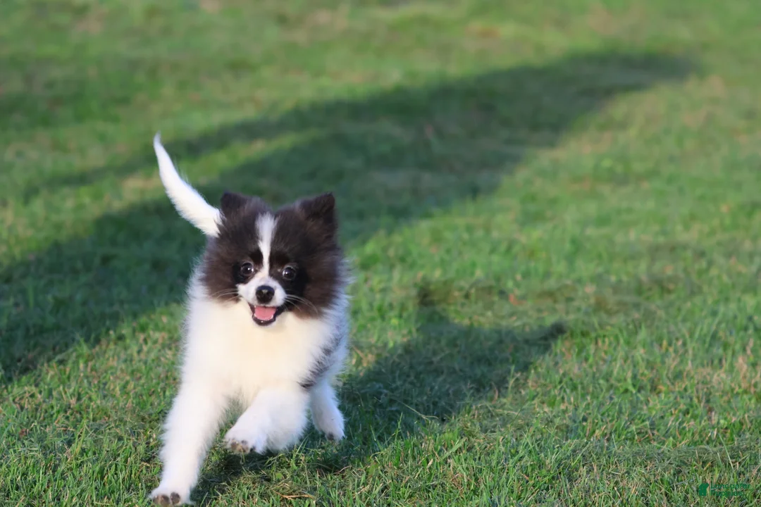 Pomeranian dogs for sale: Feather - Ad 6
