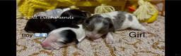 Miniature Dachshund dogs for sale: Norm - Ad 4