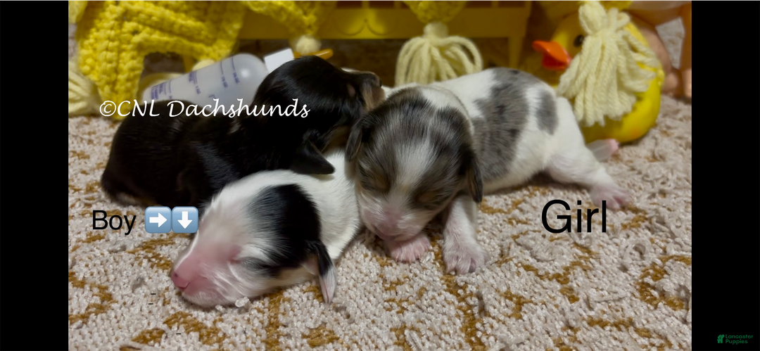 Miniature Dachshund dogs for sale: Norm - Ad 4