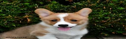 Welsh Corgi Pembroke dogs for sale: Pine - Ad 2