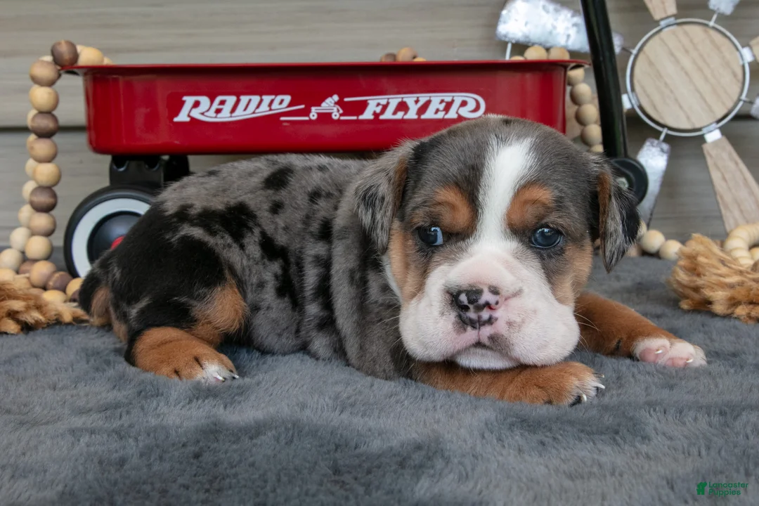 Beabull dogs for sale: Navy - Ad 2