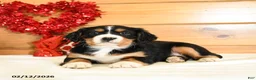 Miniature Bernese Mountain Dog dogs for sale: Victoria - Ad 3