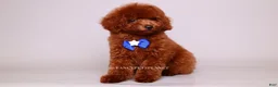 Toy Poodle dogs for sale: Francisca teddy bear dream  - Ad 11