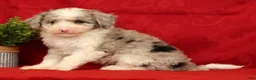 Mini Sheepadoodle dogs for sale: Duke - Ad 2