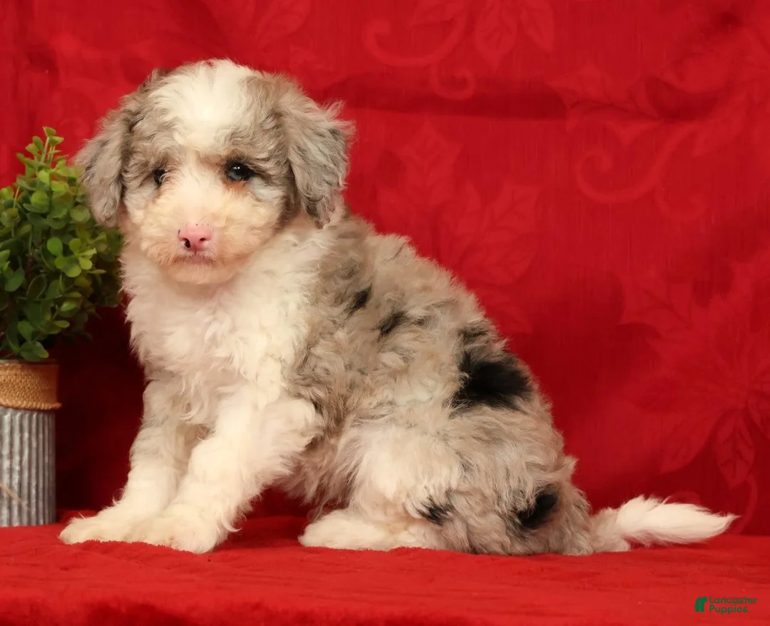 Mini Sheepadoodle dogs for sale: Duke - Ad 2