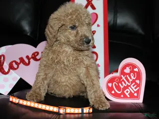 Standard Poodle dogs Truffle - Ad 8