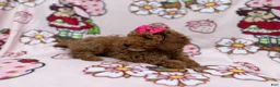 Cockapoo dogs for sale: Remi - Ad 3