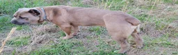 Cane Corso dogs for sale: Cane Corso 4 - Ad 5