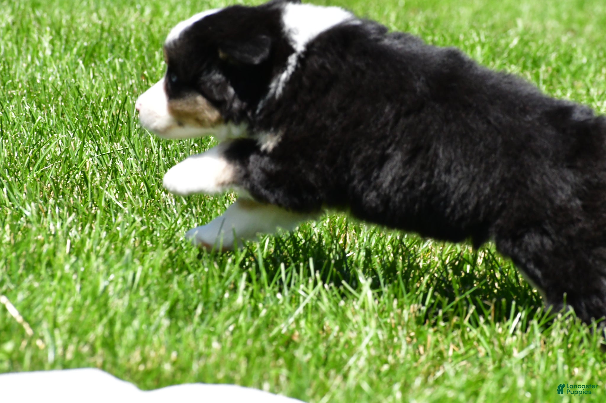 Miniature Australian Shepherd dogs for sale: Connie - Ad 5