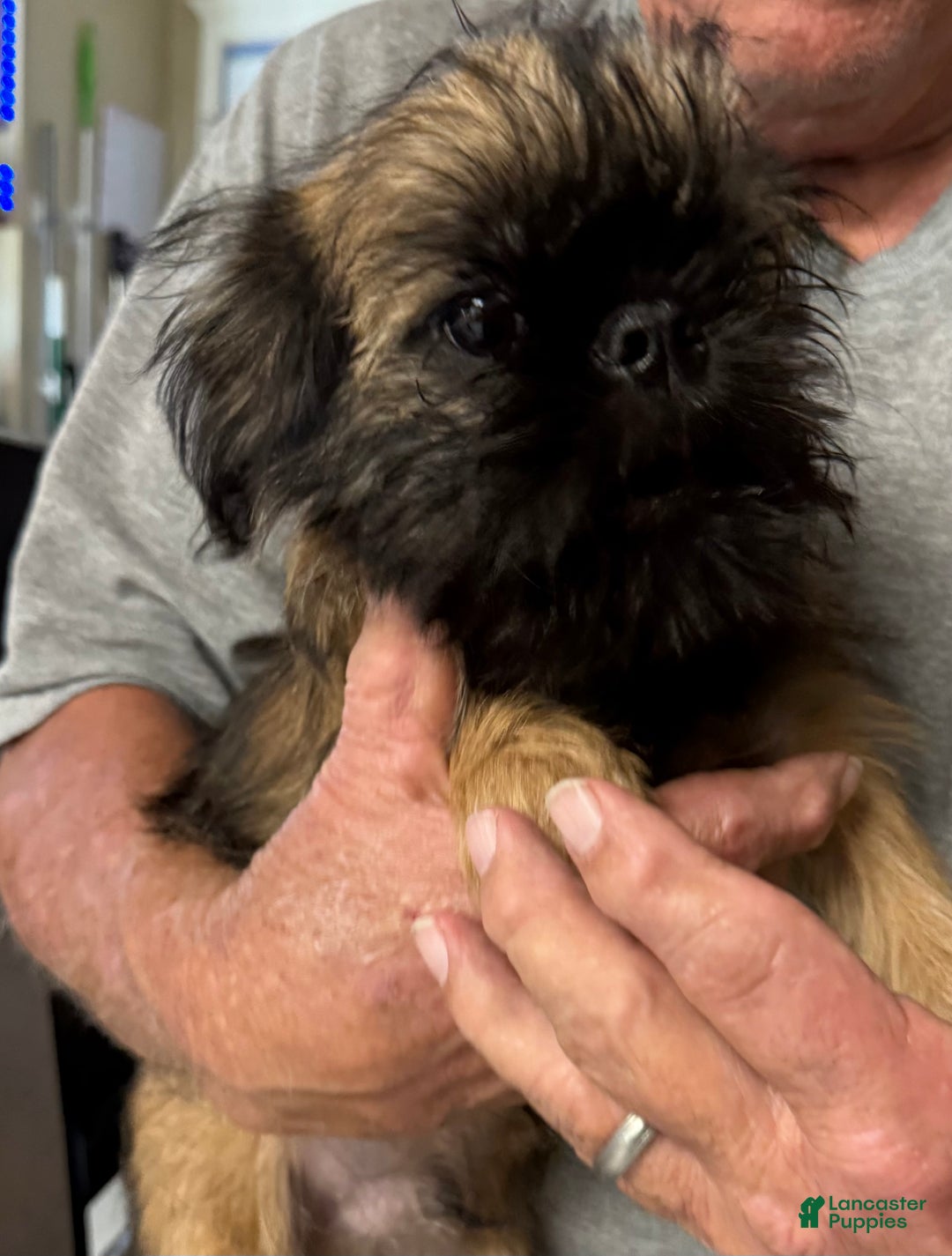 Brussels Griffon dogs for sale: Shadow  - Ad 4