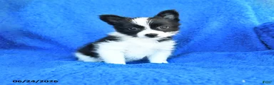 Suzie