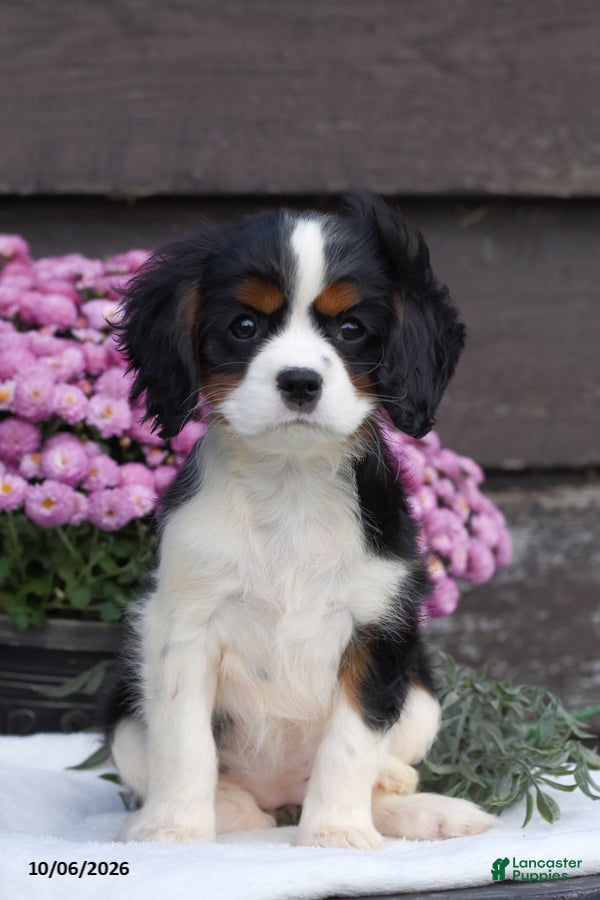 Cavalier King Charles Spaniel dogs Pumpkin - Ad 1
