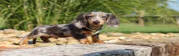 Dachshund dogs for sale: Bryce - Ad 3