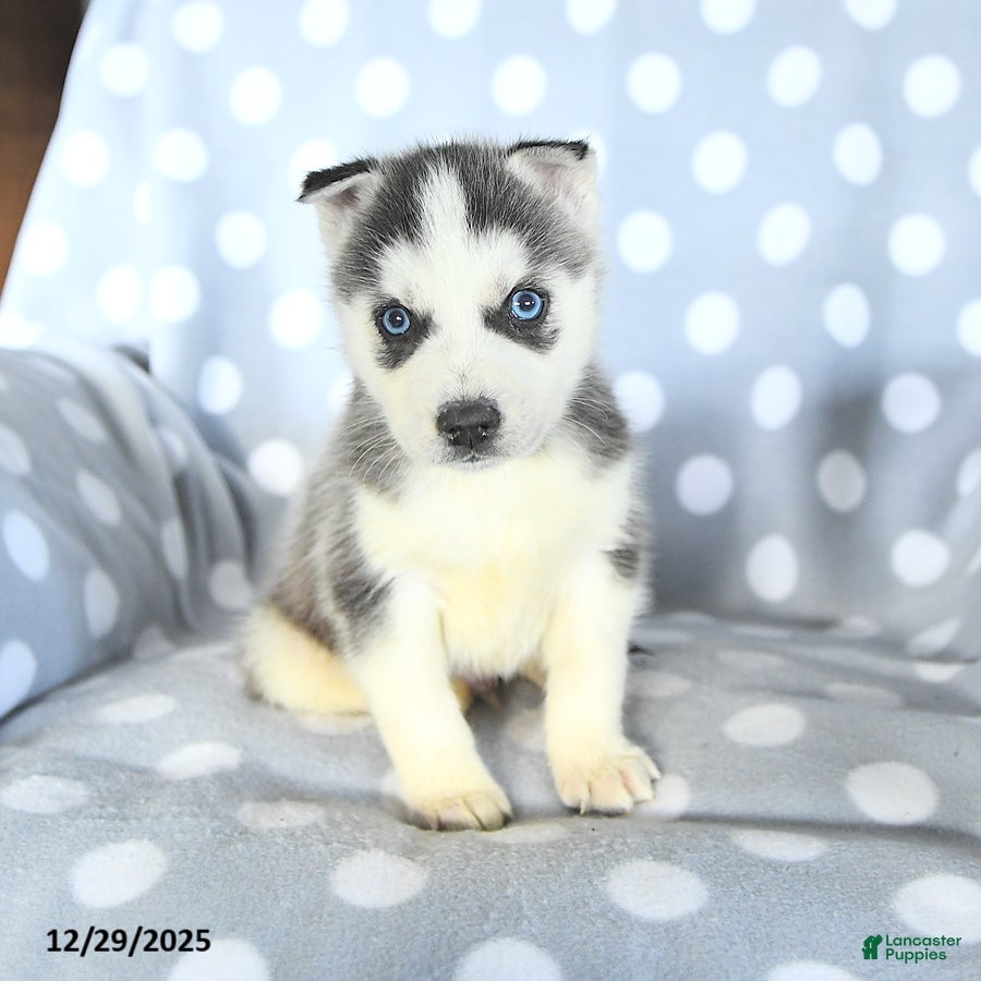 Siberian Husky dogs Radar - Ad 5